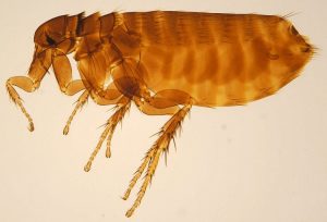 Bọ chét – Những cách diệt bọ chét một cách tự nhiên tại nhà