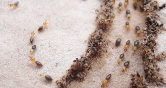 công ty diệt mối tphcm