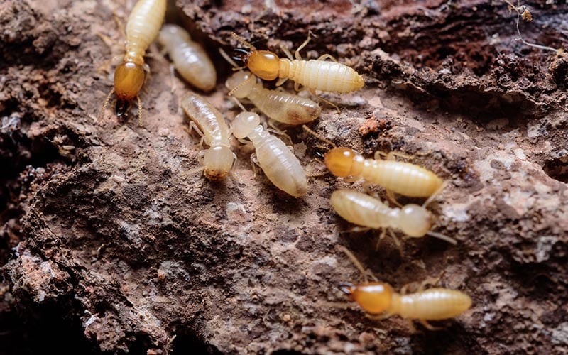 Dịch vụ diệt mối chuyên nghiệp tại TPHCM