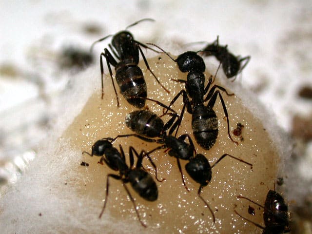 DỊch vụ diệt kiến