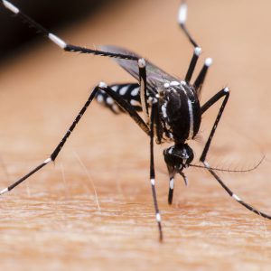 Các loại muỗi ở Việt Nam thường gặp – Đâu là muỗi gây bệnh?