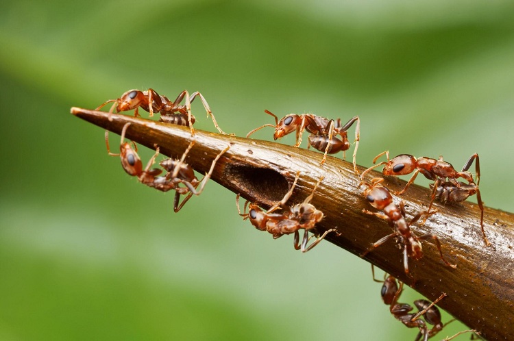 Những hình ảnh đẹp ngộ nghĩnh về các loài côn trùng - Diệt côn trùng Anh Thư TPHCM
