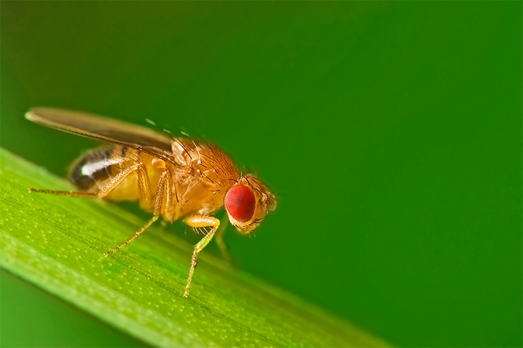 Những hình ảnh đẹp ngộ nghĩnh về các loài côn trùng - Diệt côn trùng Anh Thư TPHCM