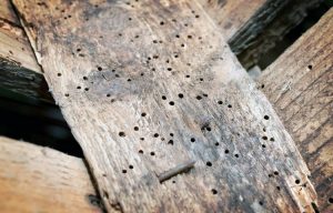 Làm thế nào để diệt mọt gỗ?