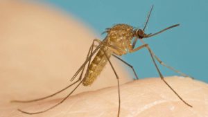 Những căn bệnh nguy hiểm do muỗi gây ra