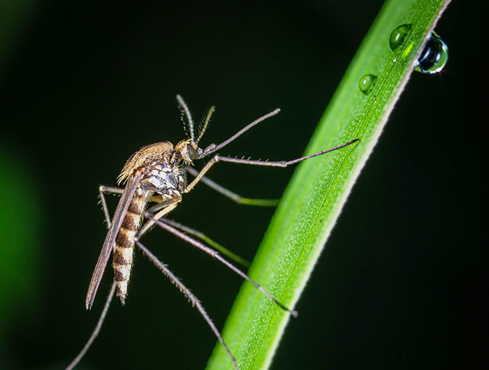 Vòng đời của muỗi sốt xuất huyết là bao nhiêu ngày?