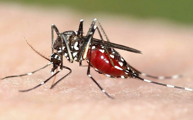 [Review] Top 5 thuốc diệt muỗi có hiệu quả tốt nhất