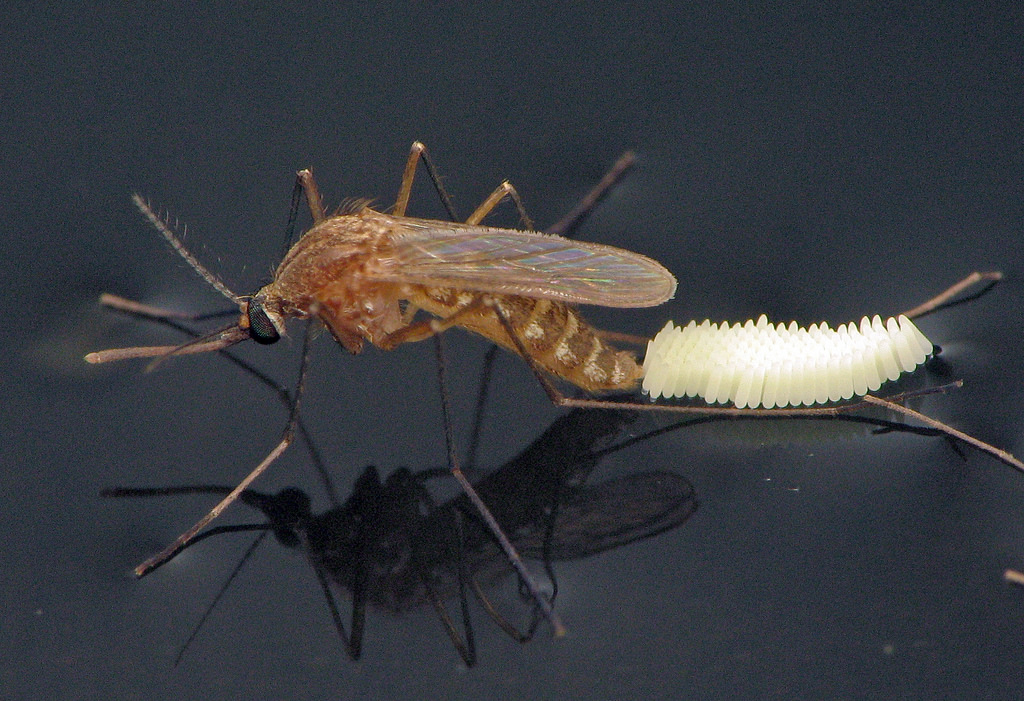 Các loại muỗi ở Việt Nam thường gặp - Đâu là muỗi gây bệnh?