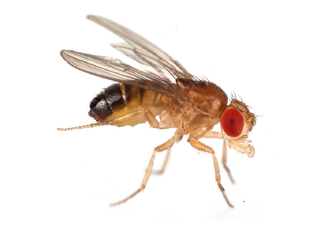 Đặc điểm của ruồi - Các loài ruồi thường thấy nhất