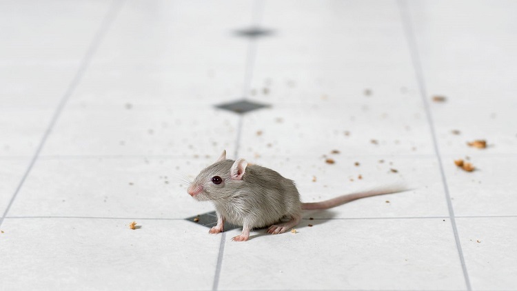 Chuột sợ mùi gì nhất? Mẹo đuổi chuột hiệu quả nhất