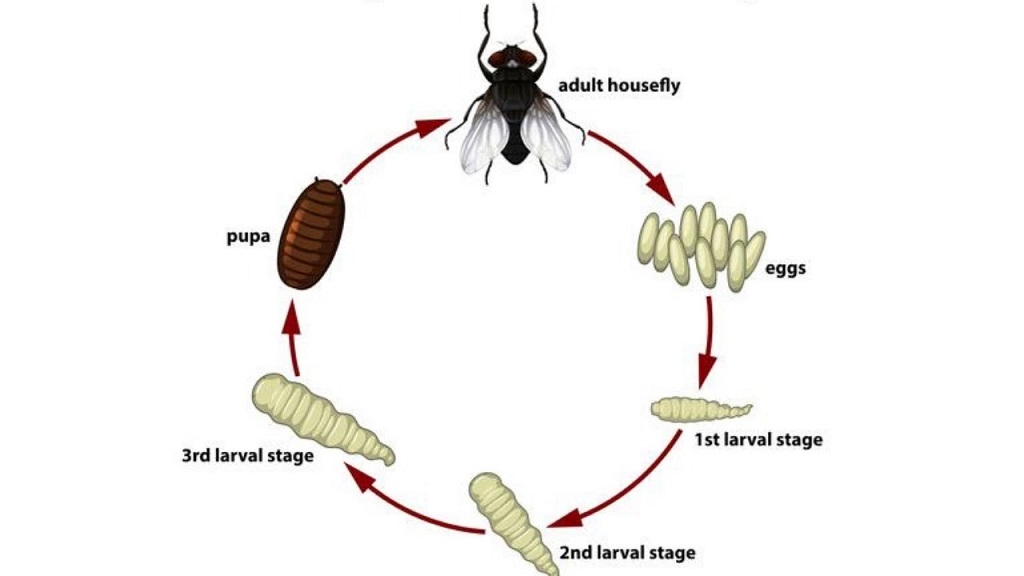 Đặc điểm của ruồi - Các loài ruồi thường thấy nhất