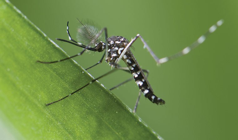 Các loại muỗi ở Việt Nam thường gặp - Đâu là muỗi gây bệnh?