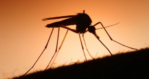 Những thông tin về loài muỗi vằn (muỗi Adedes) bạn cần biết