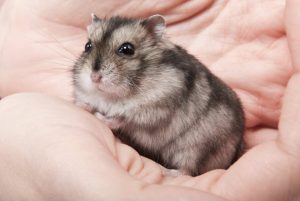 Chuột chù – Những sự thật về chuột chù bạn cần biết