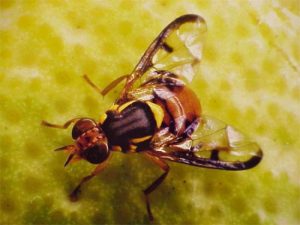Ruồi giấm – Cách diệt ruồi giấm ra khỏi nhà
