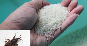 Cách diệt mọt gạo nhanh, đơn giản và an toàn nhất