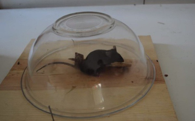 Cách bẫy chuột đơn giản và nhưng cực kỳ hiệu quả không sót một con nào