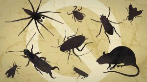 10 cách diệt côn trùng trong phòng ngủ tự nhiên an toàn