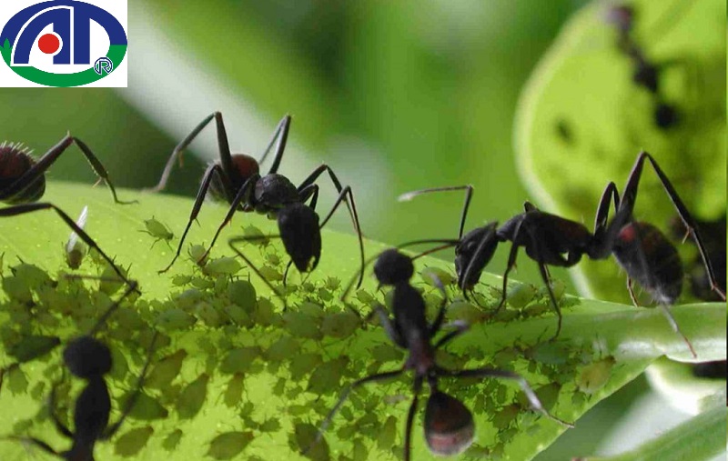 10 Cách diệt kiến đen trên cây trồng hiệu quả nhất