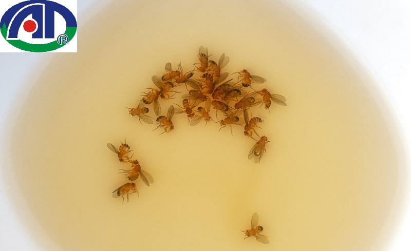 Cách diệt ruồi giấm trong nhà vệ sinh bằng bẫy
