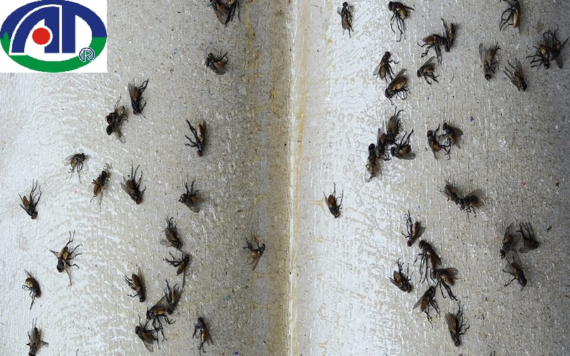 Cách diệt ruồi giấm trong nhà vệ sinh
