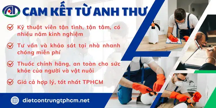 Cam kết chất lượng dịch vụ diệt gián từ Anh thư đảm bảo chất lượng, uy tín, giá rẻ nhất TP HCM.