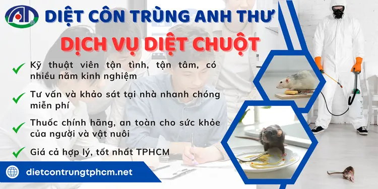 Dịch vụ diệt chuột của Anh Thư mang đến cho khách hàng dịch vụ chất lượng nhất với chi phí rẻ nhất tại TP HCM.