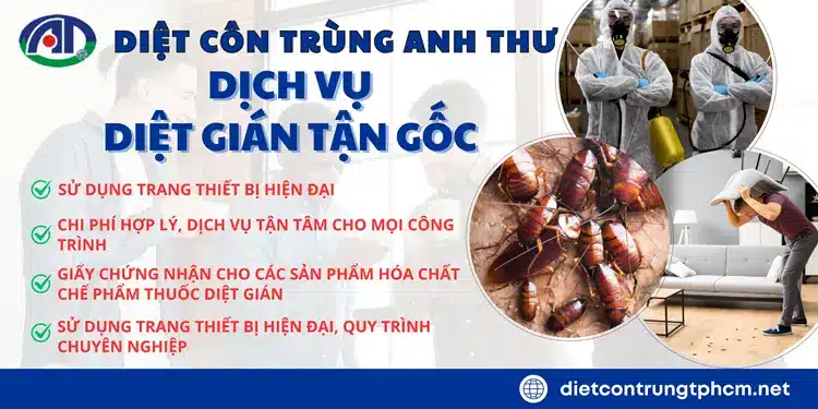 Dịch vụ diệt gián của Anh Thư mang lại hiệu quả nhanh chóng, cam kết diệt tận gốc và bảo đảm chúng không tái phát.