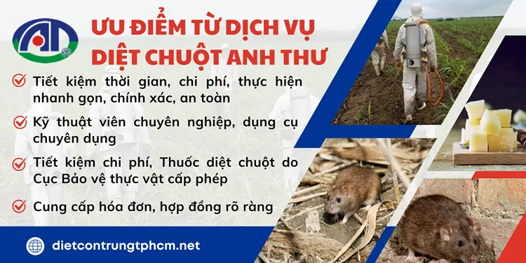 Các ưu điểm từ dịch vụ diệt chuột mà Anh Thư mang đến cho khách hàng.